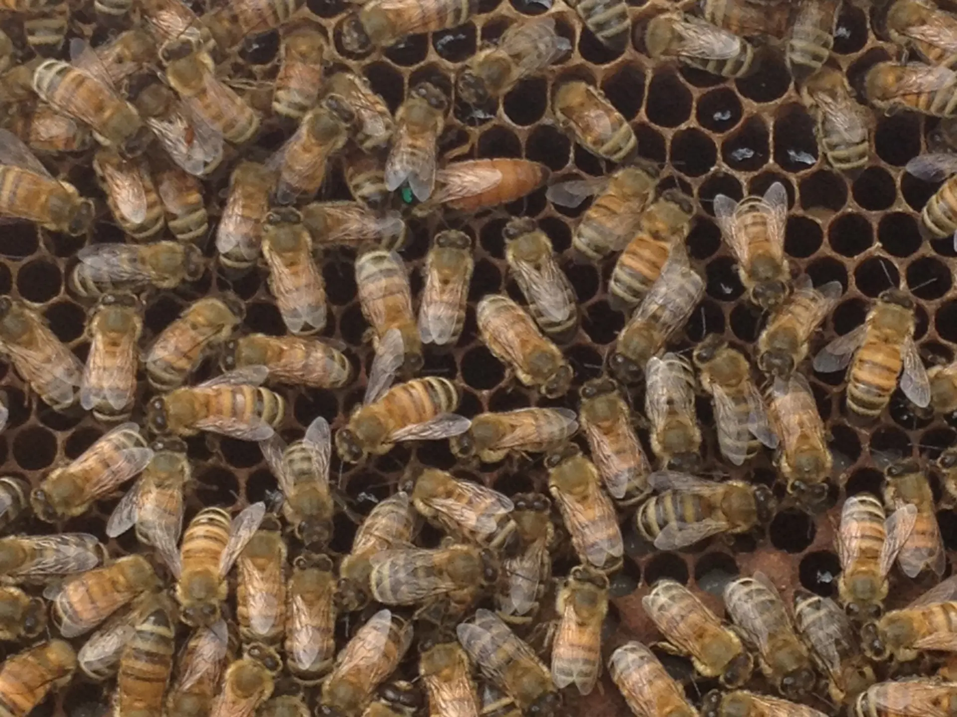 Bees