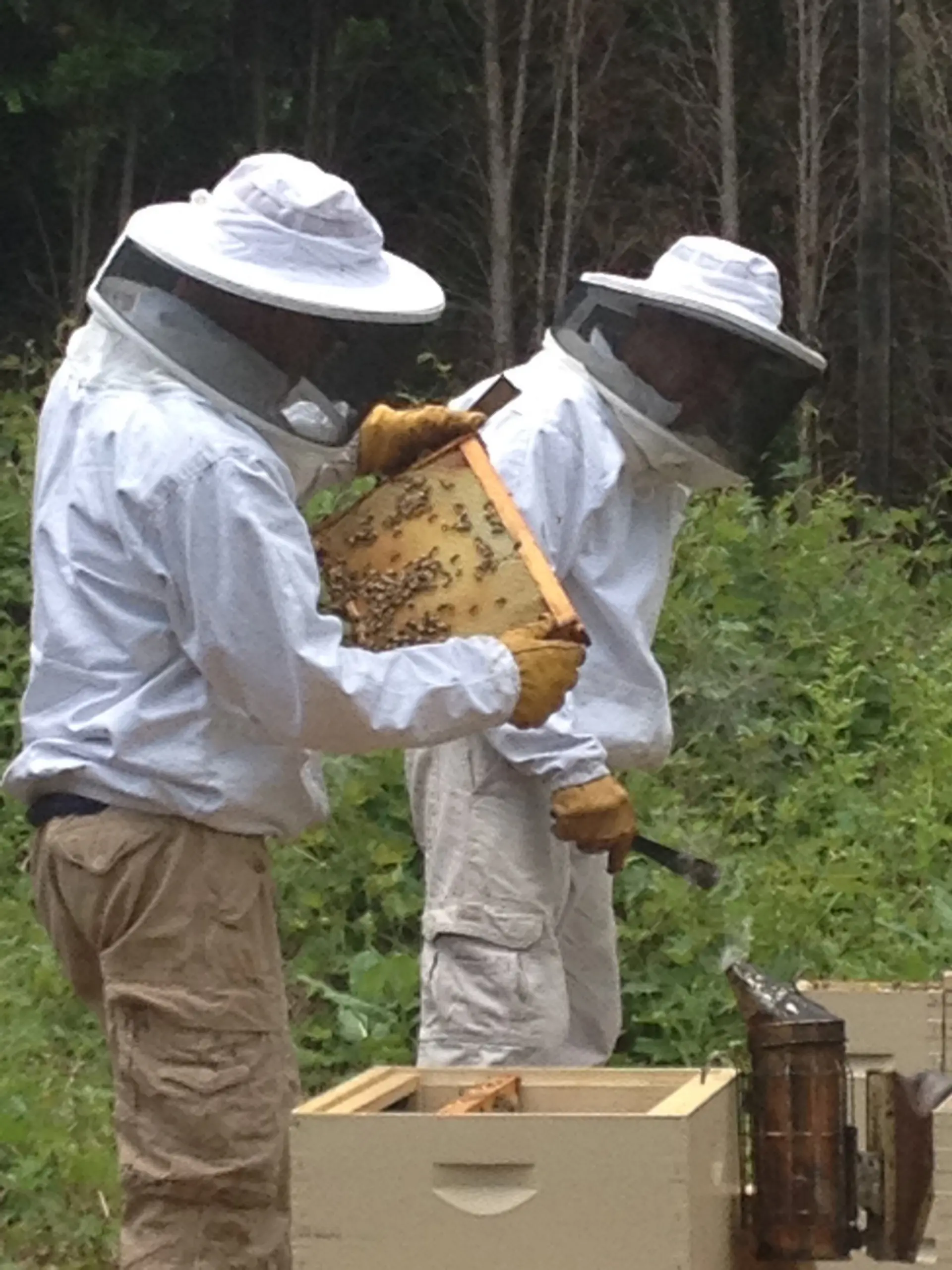 TOYOTA_USA_Bees