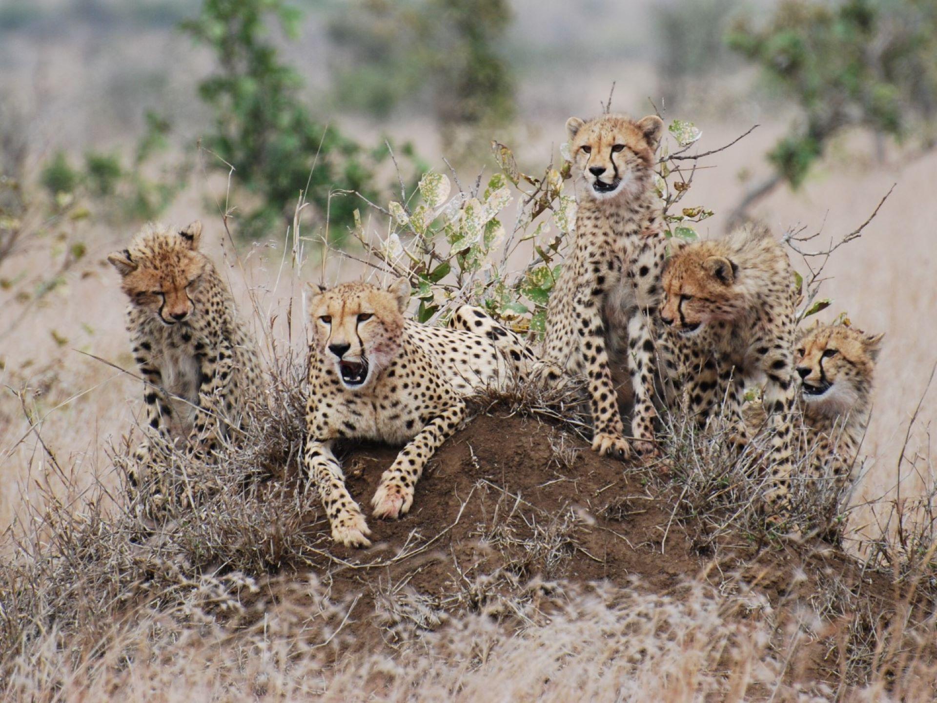 Ford Wildlife Foundation: A Decade of Conservation Impact in Southern Africa