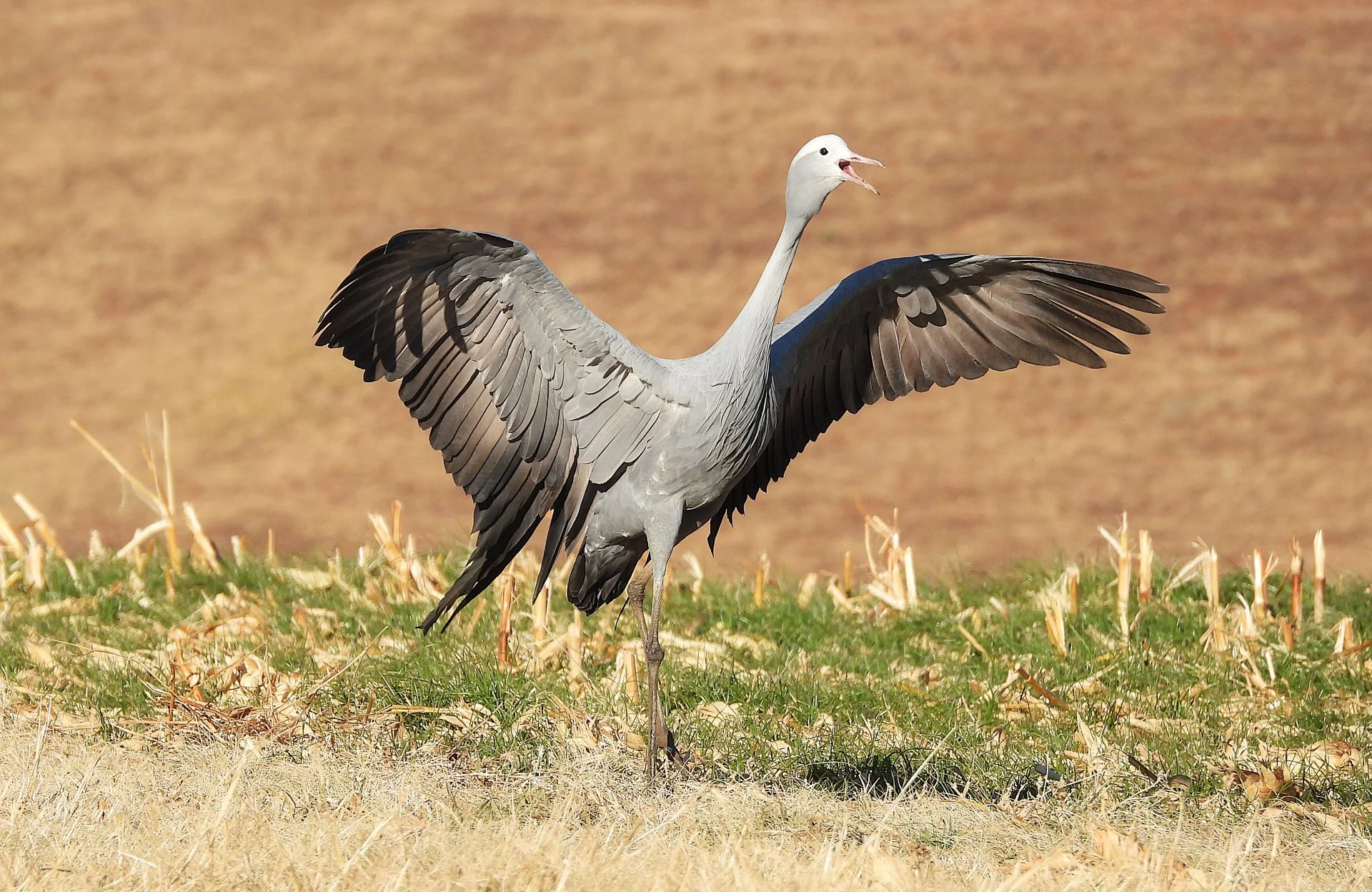 South africas blue crane uplisted to ‘vulnerable as ford ranger powers crucial conservation efforts